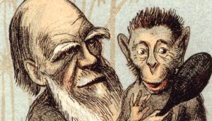 Darwin e la scimmia