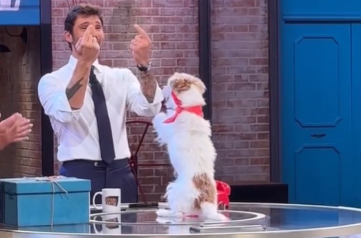 stefano de martino che gioca con il cane gennarino nello studio di affari tuoi