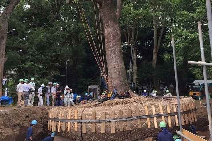 un albero spostato in giappone