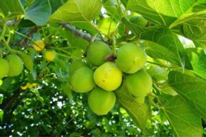 Jatropha curcas