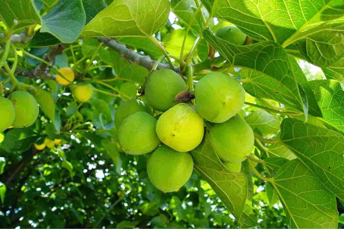 Jatropha curcas