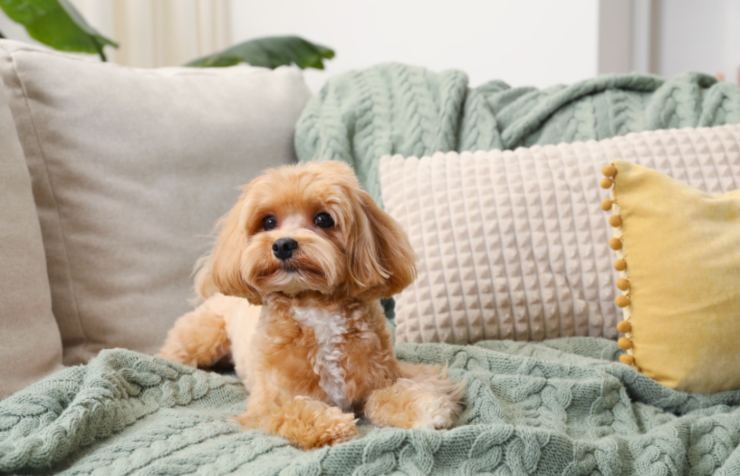 cagnolino sul divano