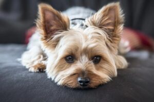 cagnolino sdraiato a pancia sotto