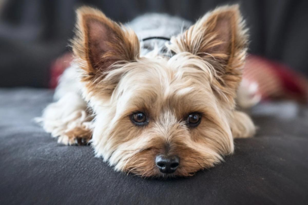 cagnolino sdraiato a pancia sotto