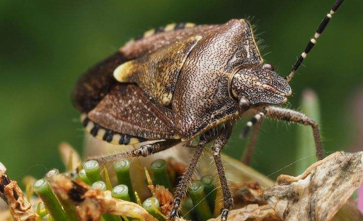 cimici asiatica