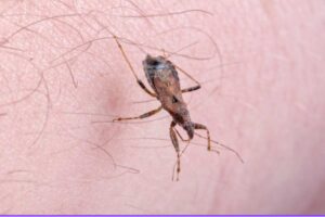 cimice in casa