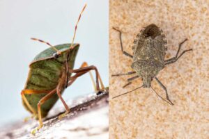 cimice verde e asiatica