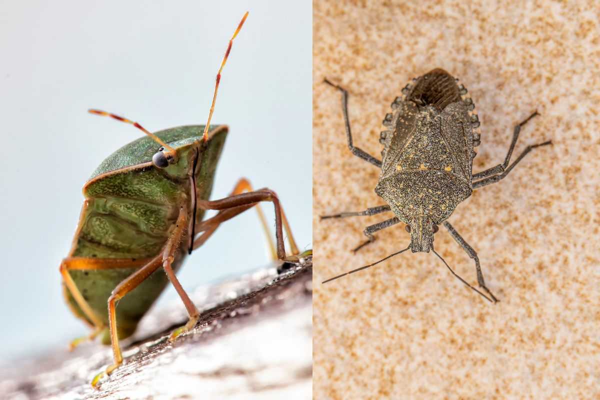 cimice verde e asiatica