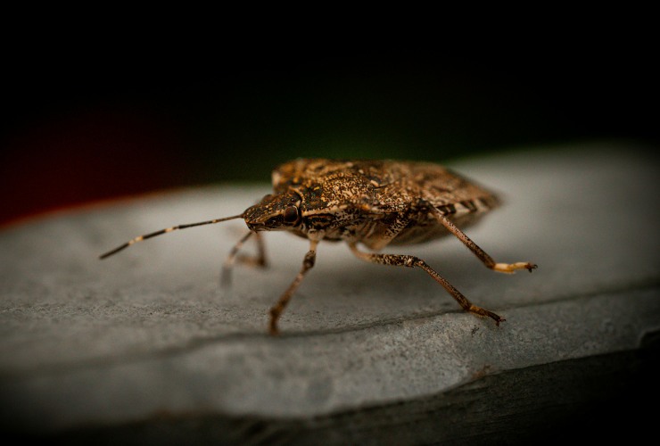 immagine di una cimice