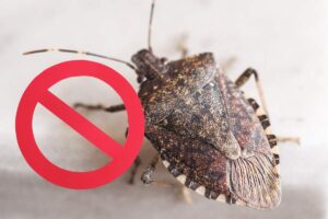 immagine di una cimice