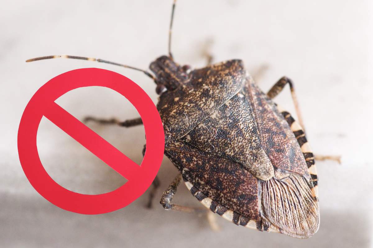 immagine di una cimice