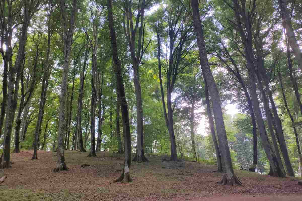 la Foresta Vetusta di Soriano nel Cimino