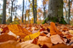 foglie che cadono in autunno