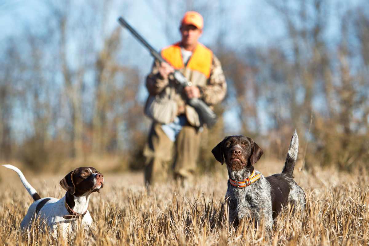 Un cacciatore in una foresta con due cani da caccia