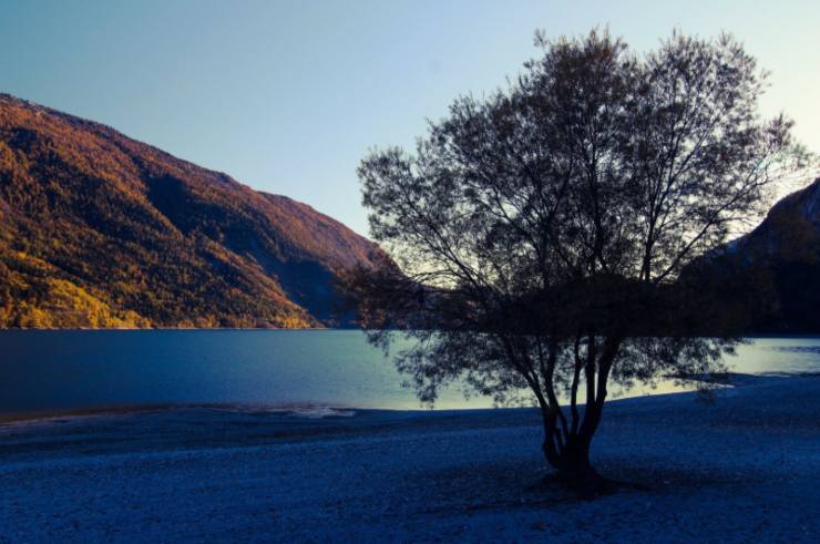 un albero accanto al lago di molveno in trentino
