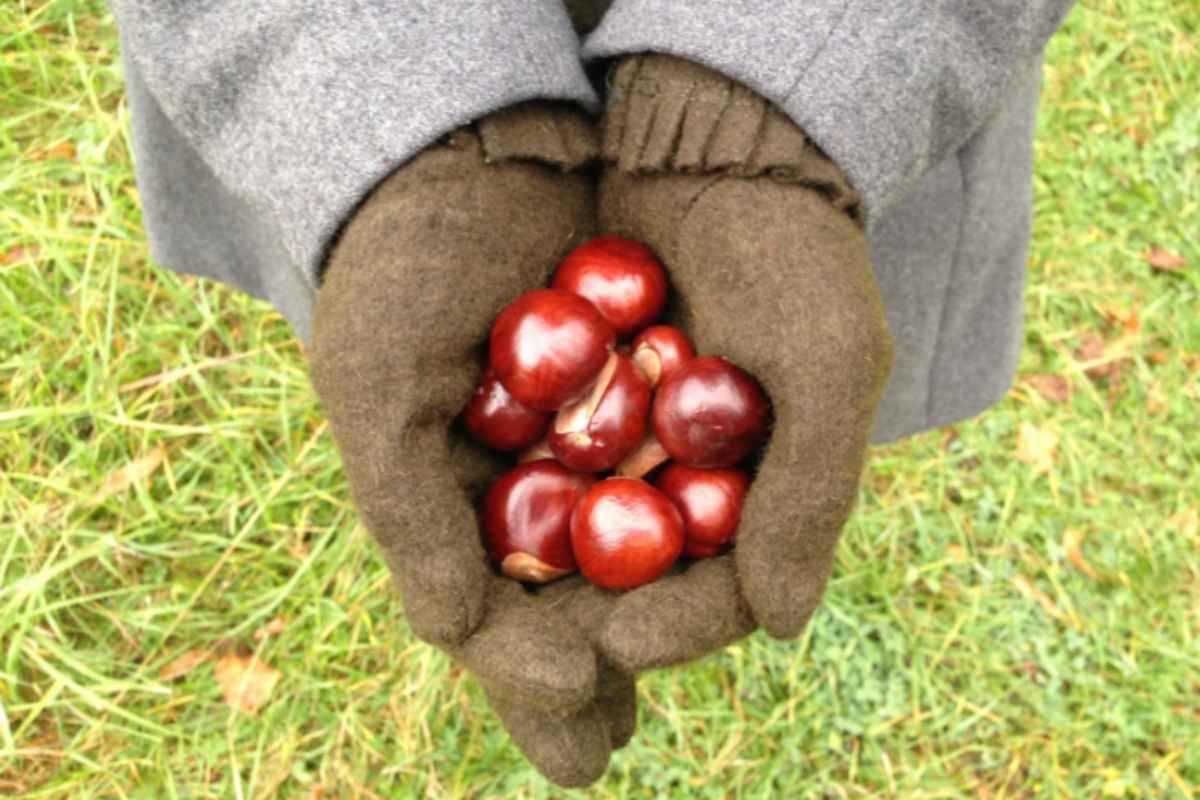 donna con delle castagne in mano