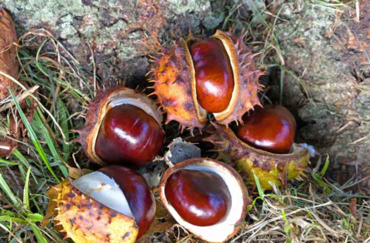 castagne nel bosco