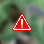 Una pianta sfocata e un segnale di pericolo