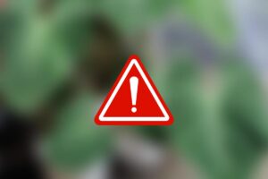 Una pianta sfocata e un segnale di pericolo