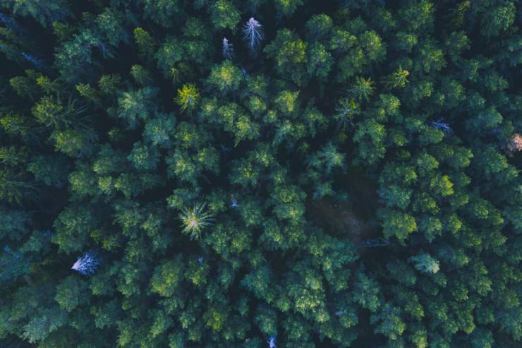 Una foresta piena di alberi