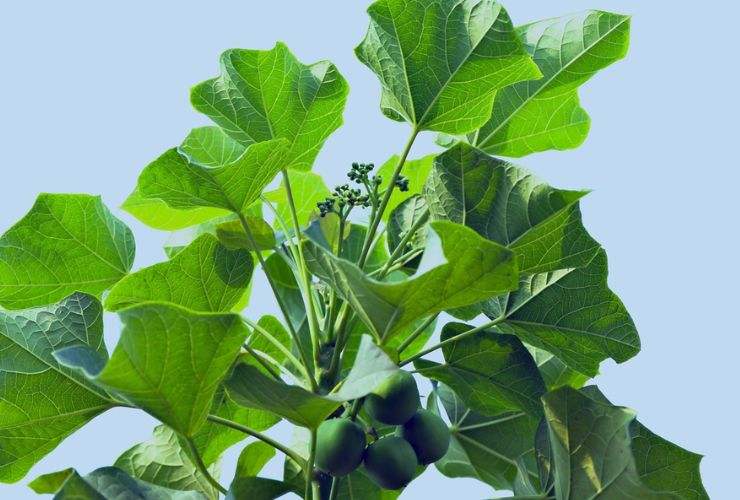 Jatropha curcas
