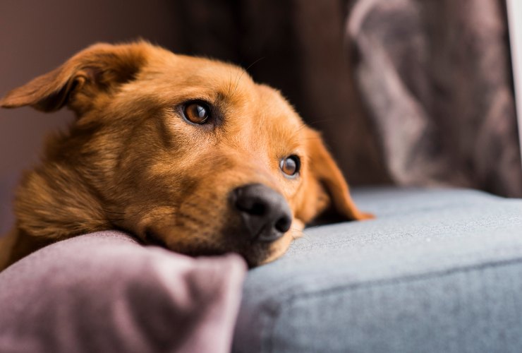 cane sdraiato sul divano