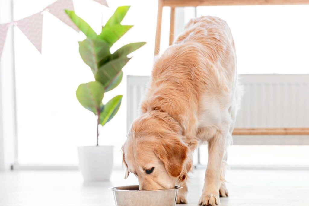 cane mangia da una ciotola
