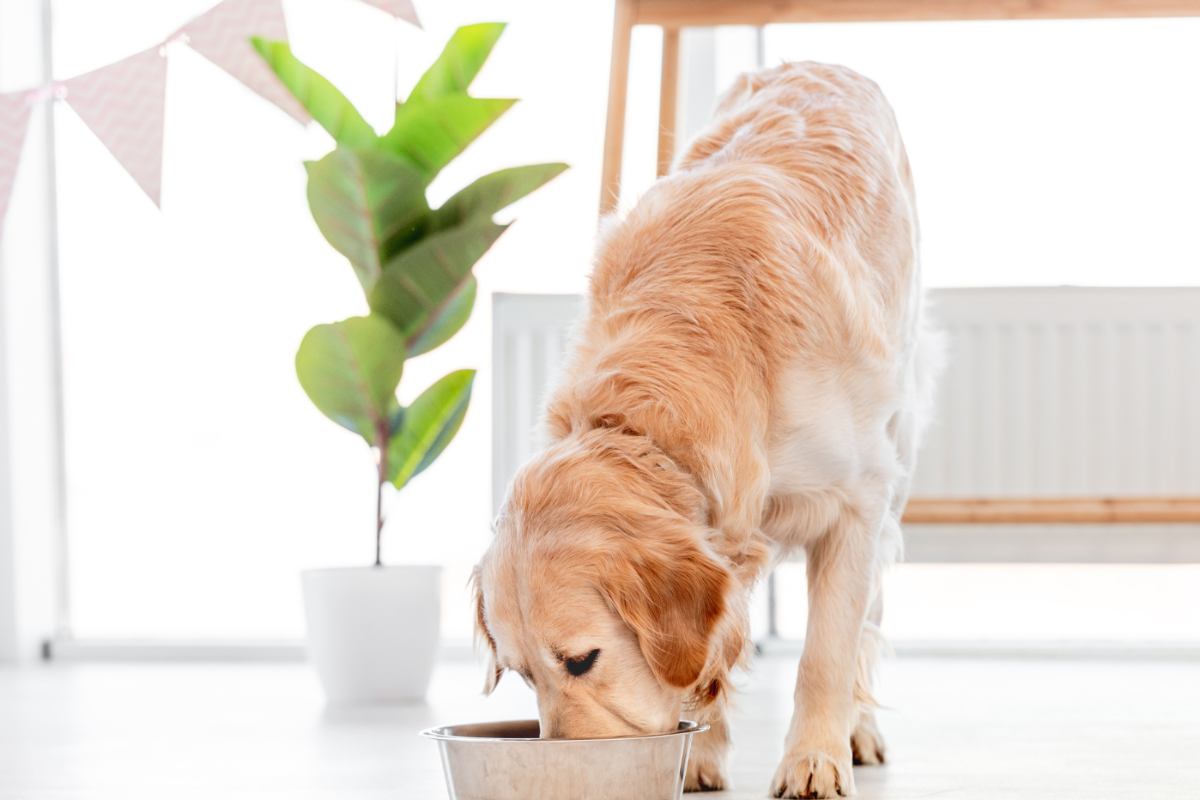cane mangia da una ciotola