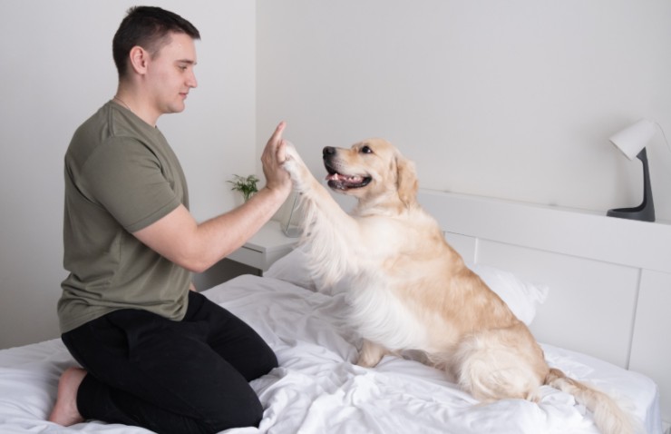 cane che gioca con il padrone sul letto