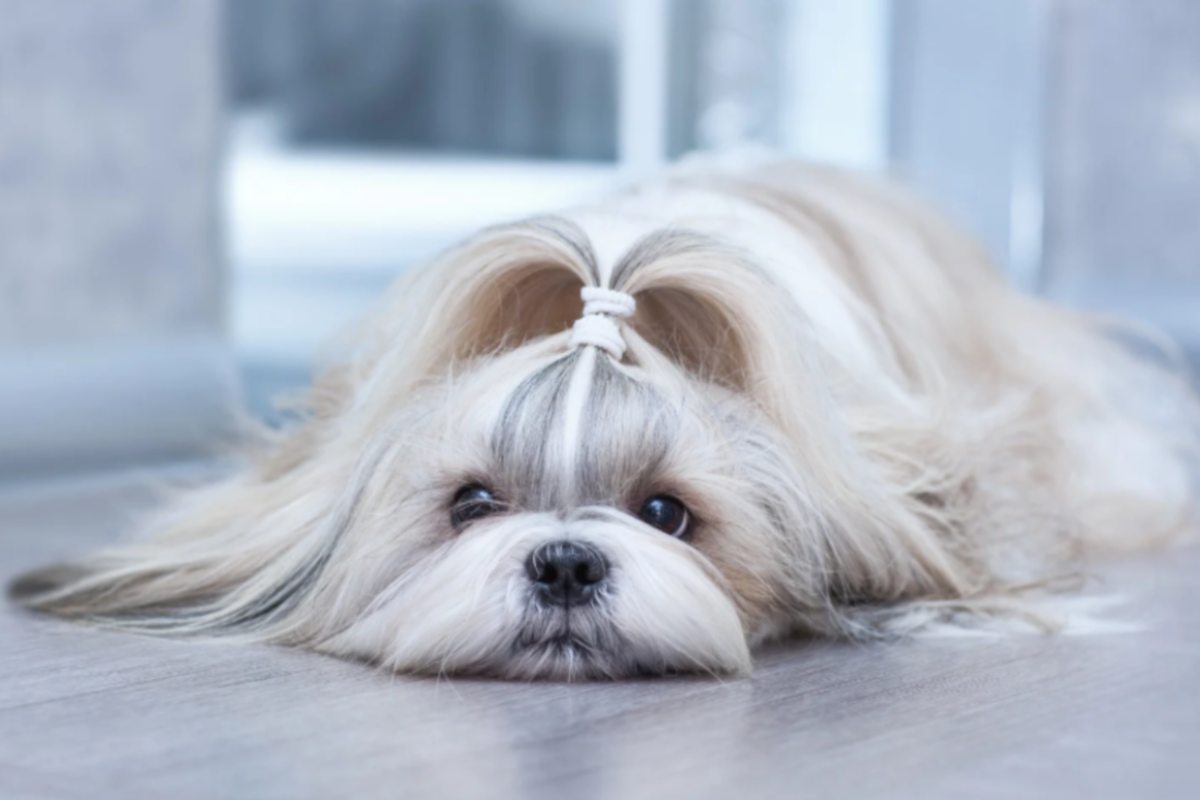 cagnolino sdraiato a pancia sotto sul pavimento