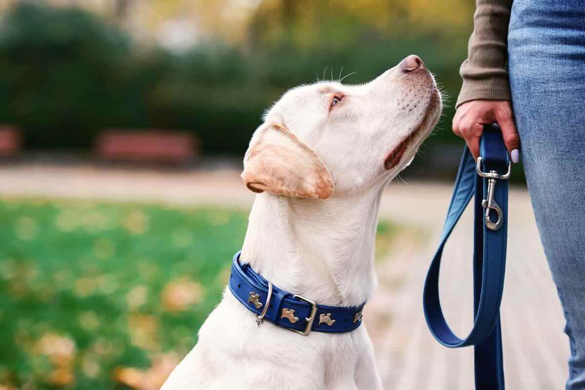 Cane padrone con guinzaglio azzurro