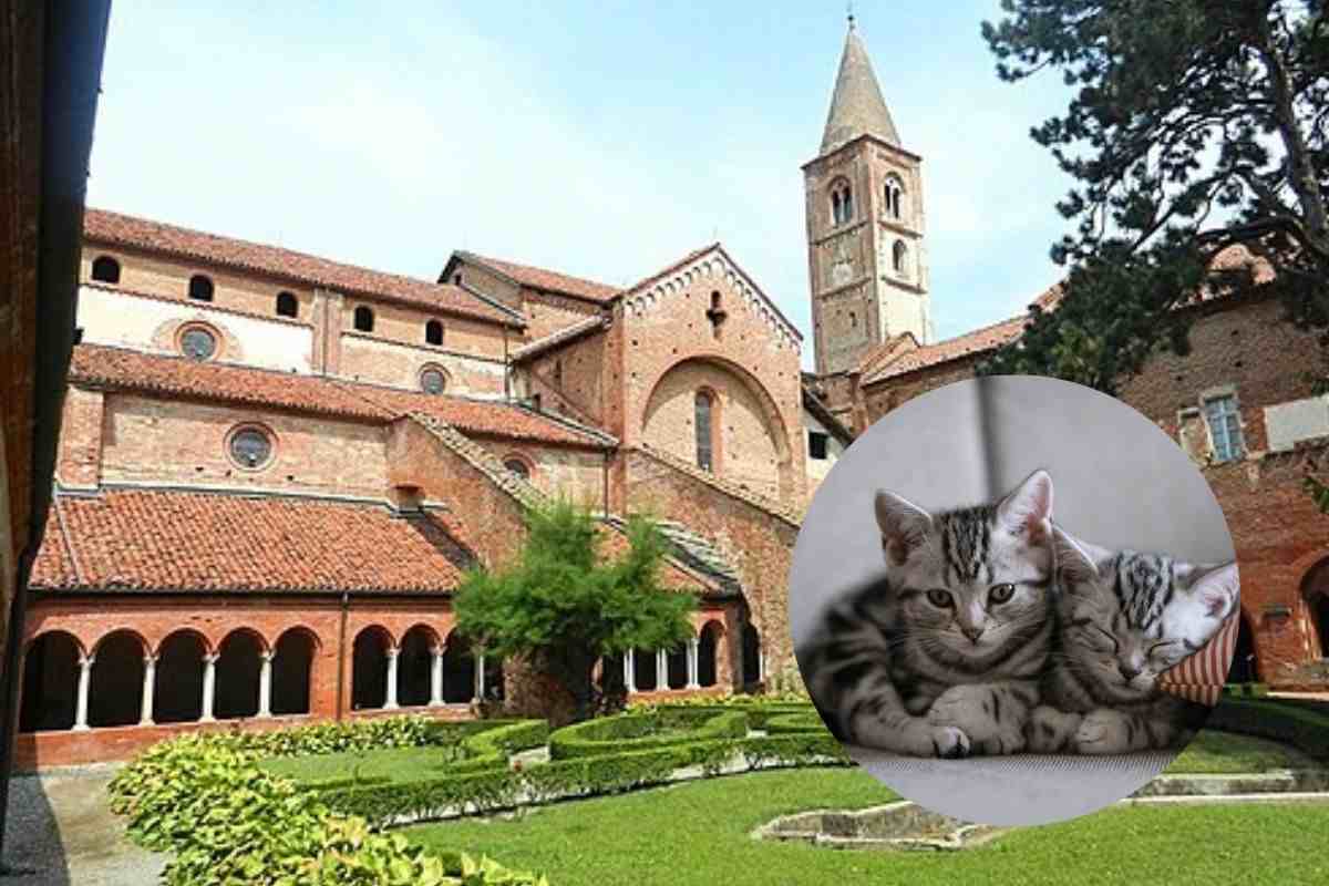 Abbazia di Santa Maria di Staffarda e dei gatti