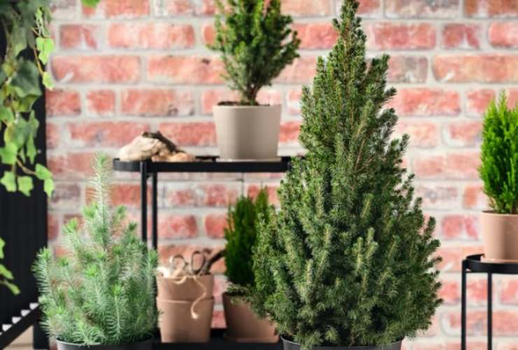 PICEA GLAUCA CONICA DI IKEA