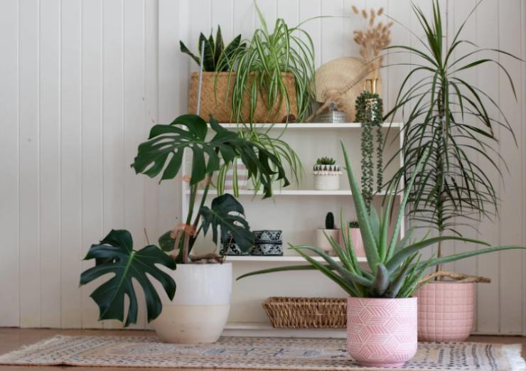 tante piante in un salotto