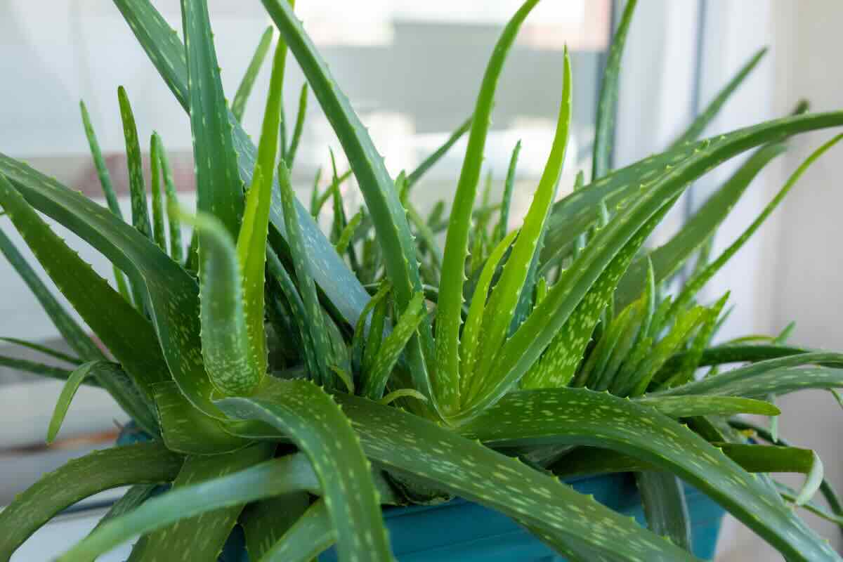 pianta aloe vera