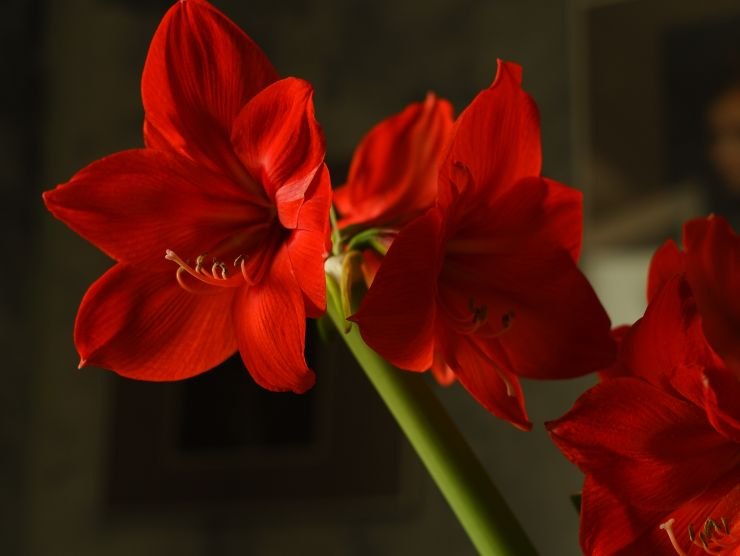 pianta amaryllis