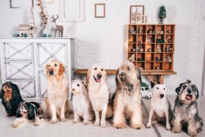 alcuni cani in un appartamento