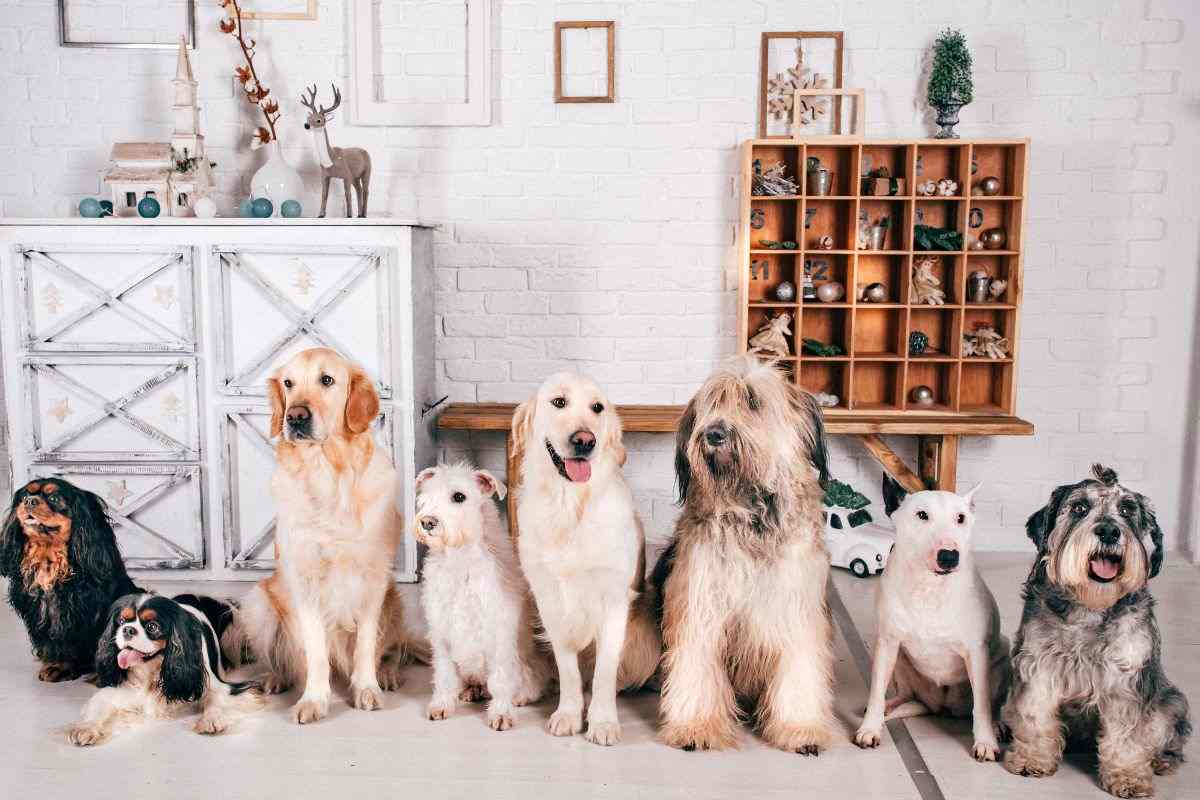 alcuni cani in un appartamento