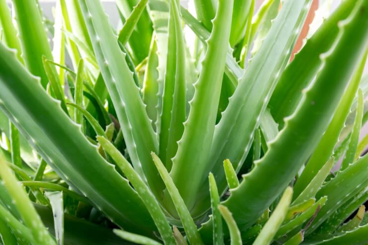 pianta aloe vera