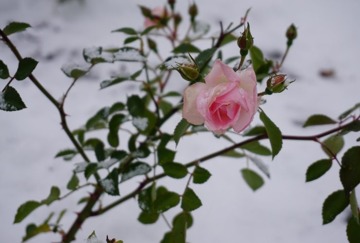 rosa in inverno