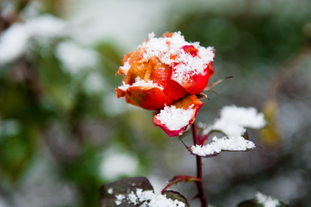 rosa in inverno