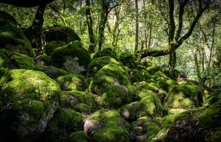alberi e sassi ricoperti di muschio nel bosco del sasseto