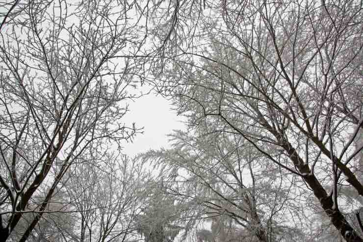 Alberi secchi cielo bianco 