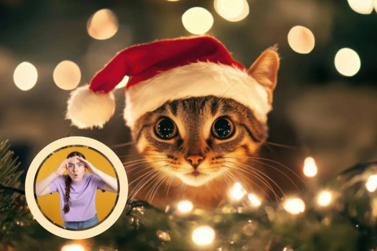 gatto con il cappello da babbo natale vicino alle luci natalizie